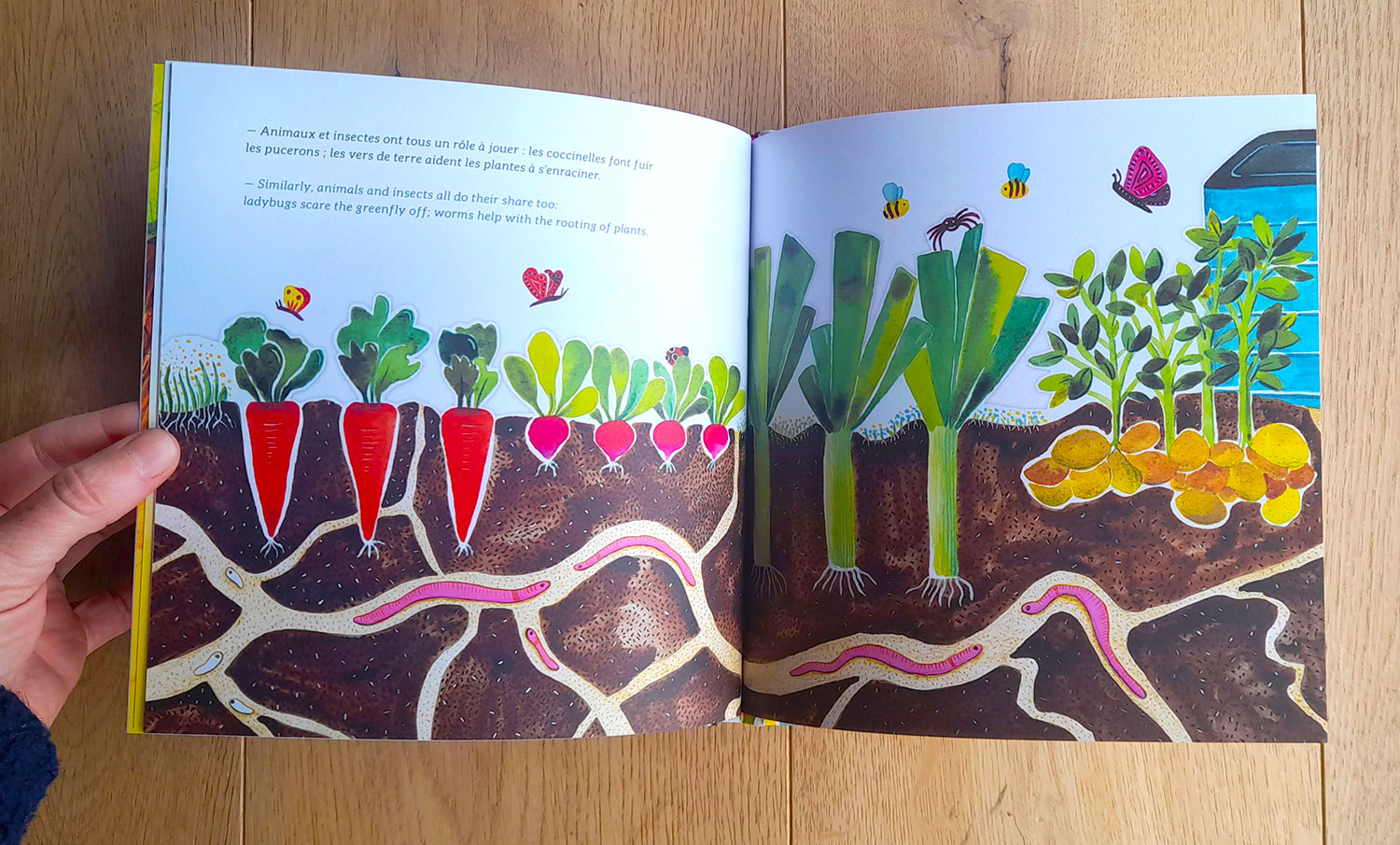 illustration potager et légumes